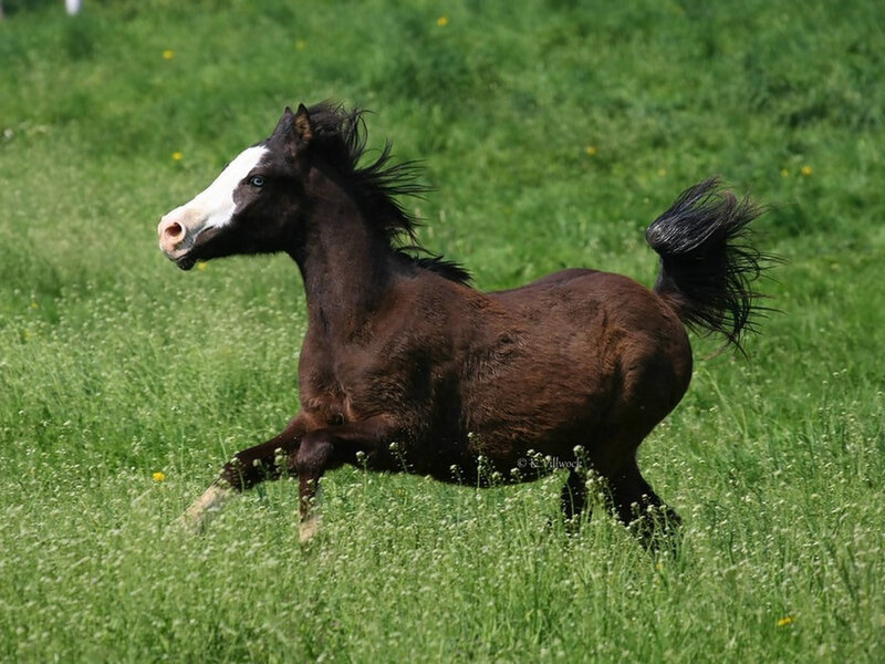 Brown Foal Running — Green, Active, Afternoon, Photograph