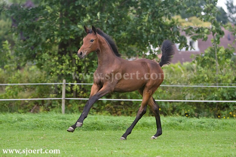 Brown Foal Running — Green, Active, Afternoon