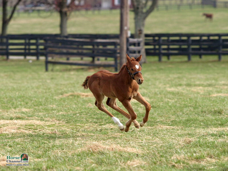 Brown Foal Running — Green, Active