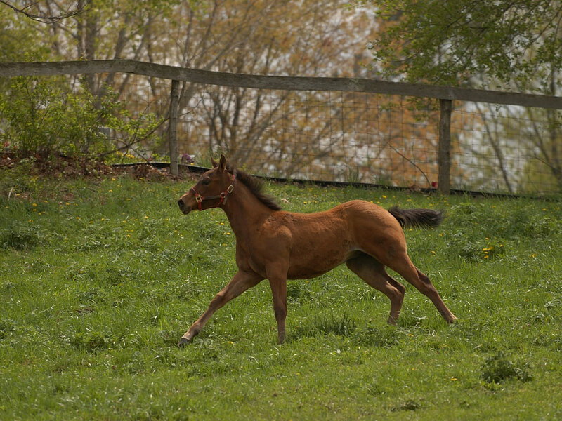 Brown Foal Running — Green, Calm