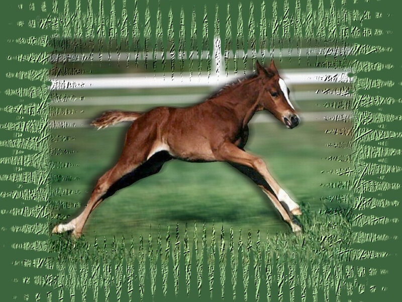 Brown Foal Running — Green, Dynamic