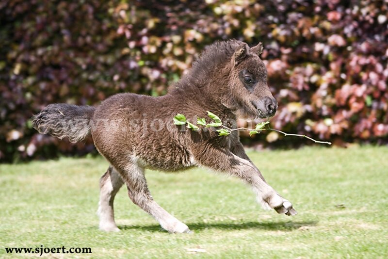 Brown Foal Running — Green, Playful, Afternoon