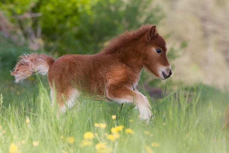 Brown Foal Running — Green, Playful, Spring