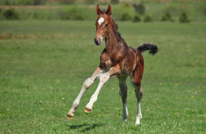 Brown Foal Running — Green, Playful
