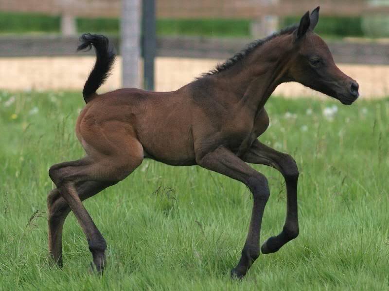 Brown Foal Running — Green