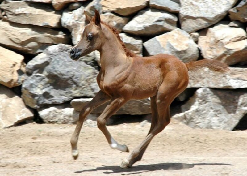 Brown Foal Running