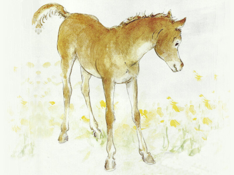 Brown Foal Standing