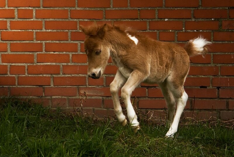 Brown Foal Walking