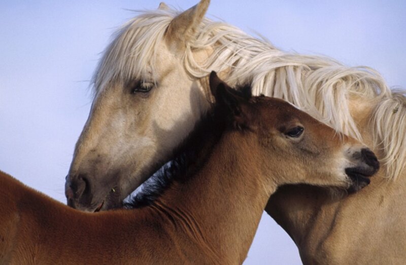 Brown Foal with Adult Horse