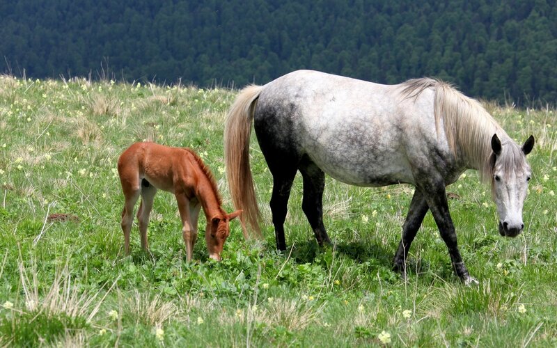 Brown Foal with Gray Mare