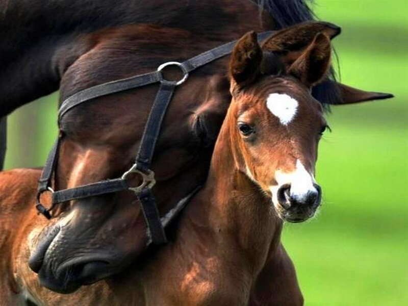 Brown Foal with Mare — Calm