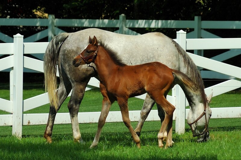 Brown Foal with Mare — Green