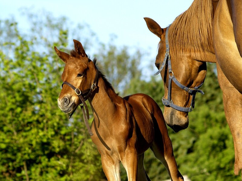 Brown Foal with Mare — Serene, Afternoon