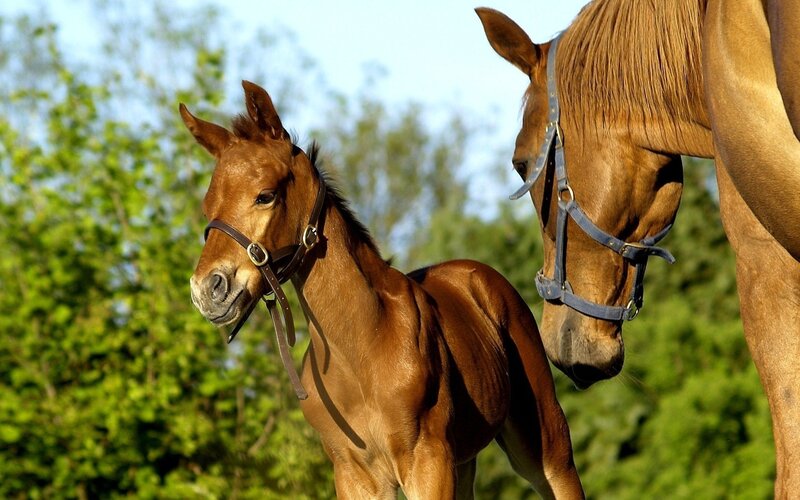 Brown Foal with Mare — Serene