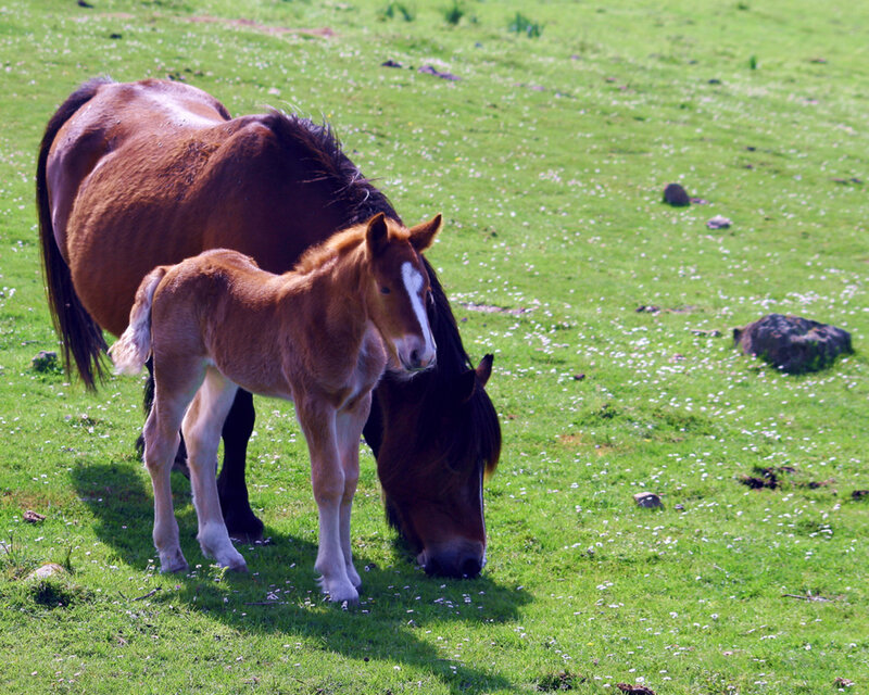 Brown Foal with Mare