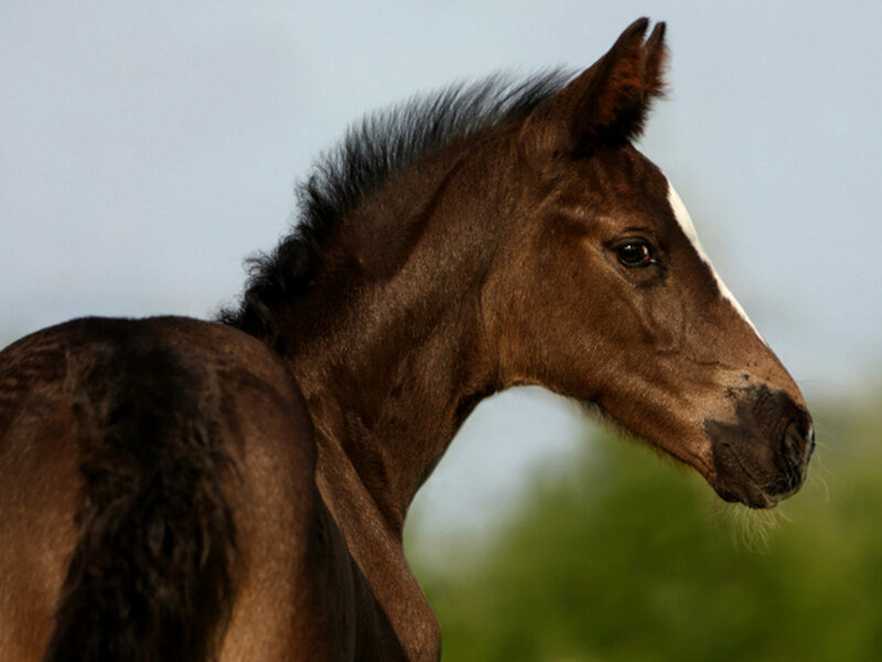 Brown Foal with White Blaze — Calm, Afternoon, Photograph, Sky