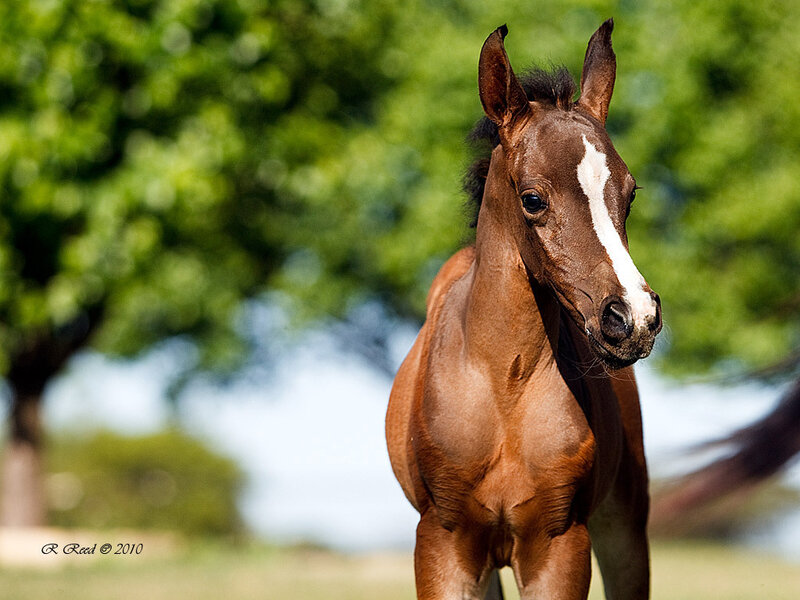 Brown Foal with White Blaze — Calm, Afternoon