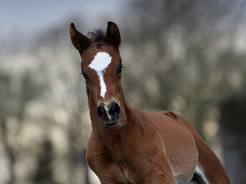 Brown Foal with White Blaze — Calm, Photograph