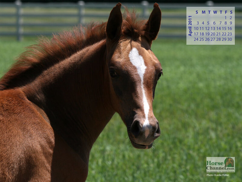 Brown Foal with White Blaze — Calm, Spring
