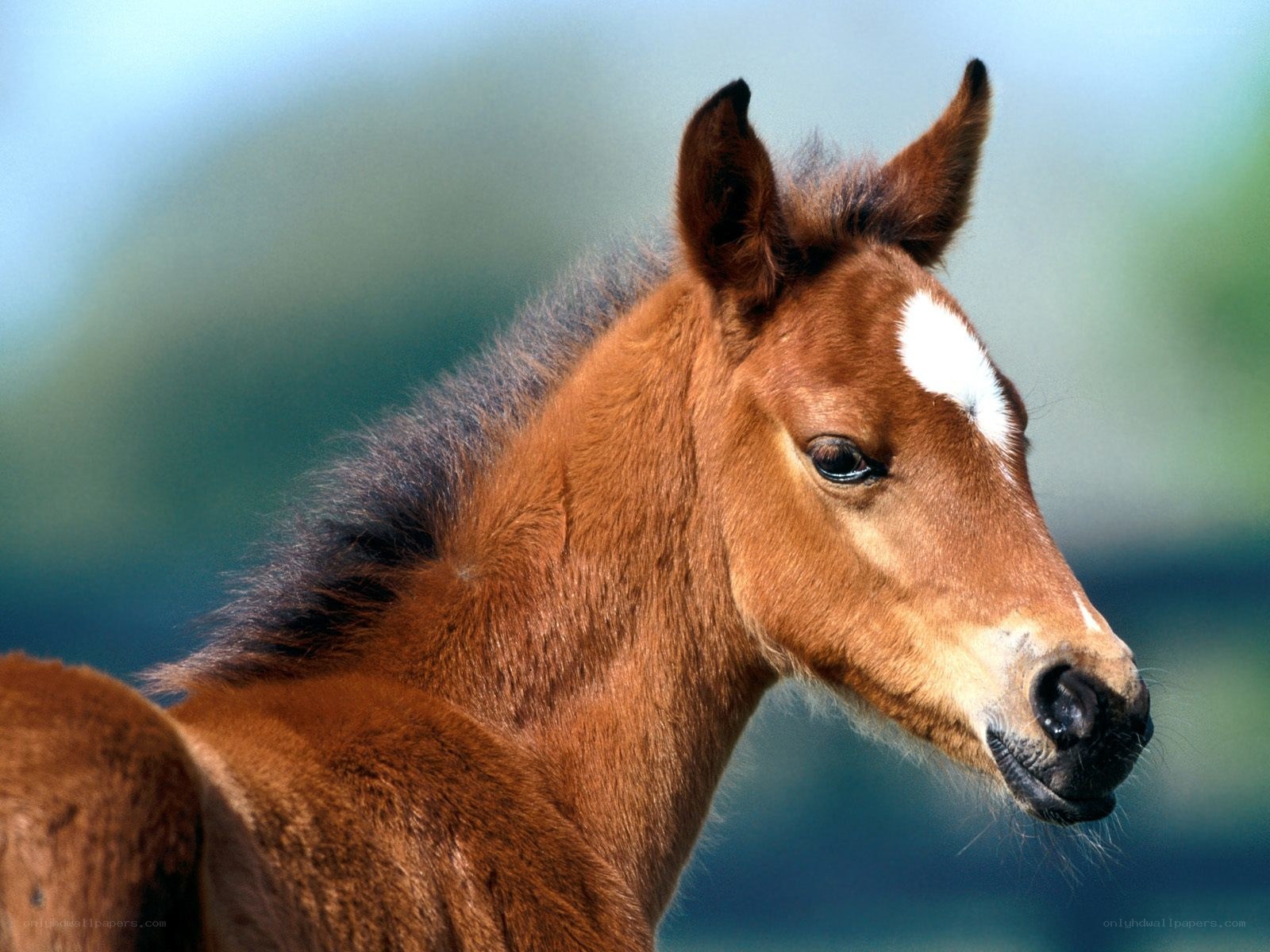brown foal with white blaze