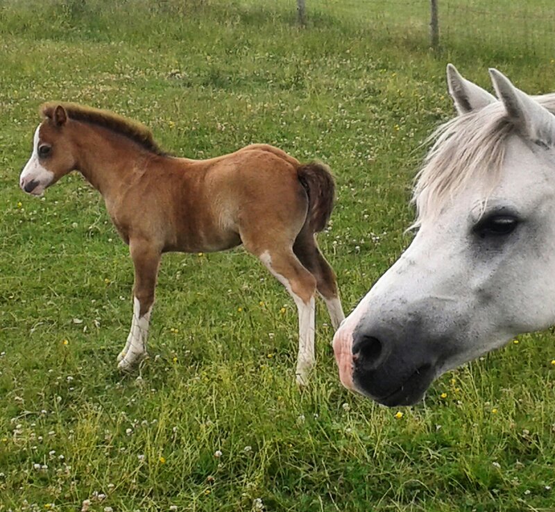Brown Foal with White Horse — Green