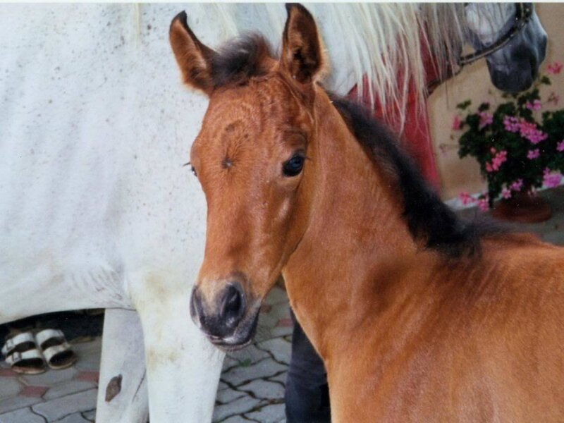 Brown Foal with White Horse