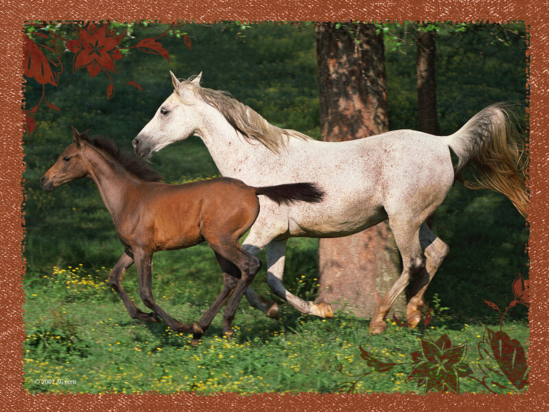 Brown Foal with White Mare — Green, Serene
