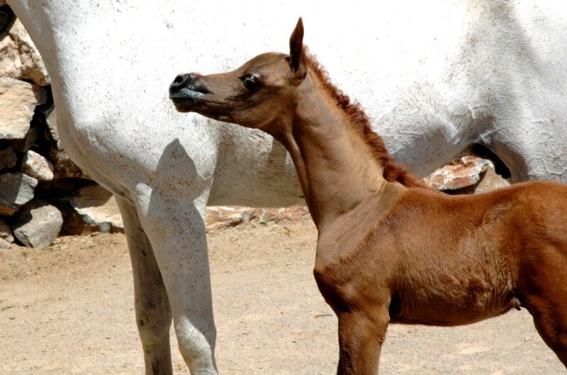 Brown Foal with White Mare