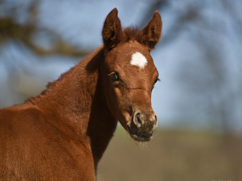 Brown Foal with White Marking — Calm, Afternoon