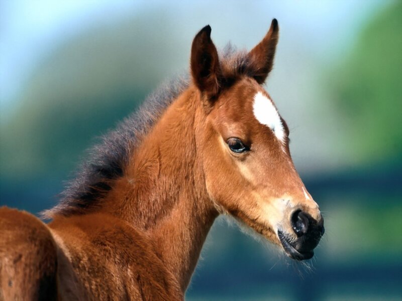 Brown Foal with White Marking — Calm
