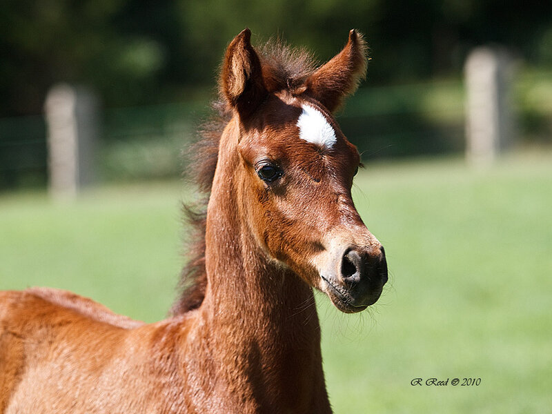 Brown Foal with White Marking
