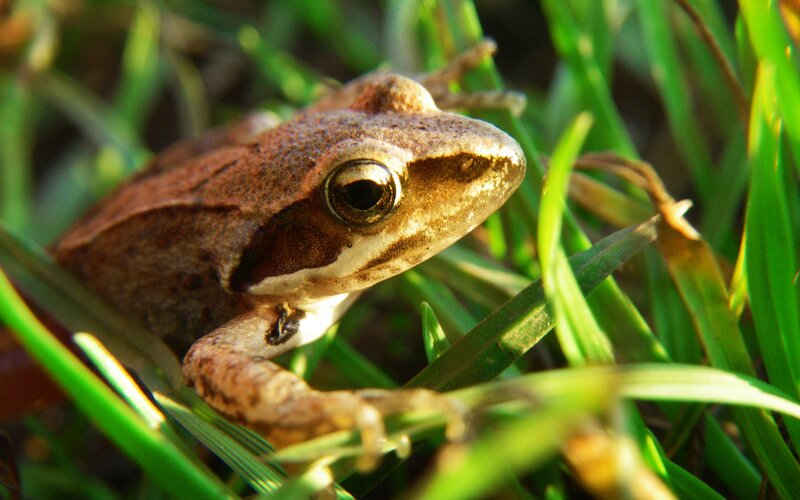 Brown Frog in Grass — Green, Natural, Afternoon