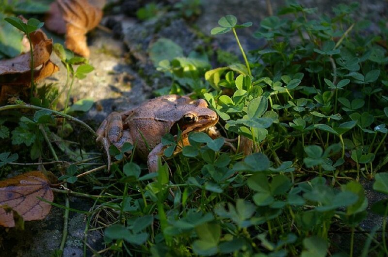 Brown Frog in Grass — Green, Natural