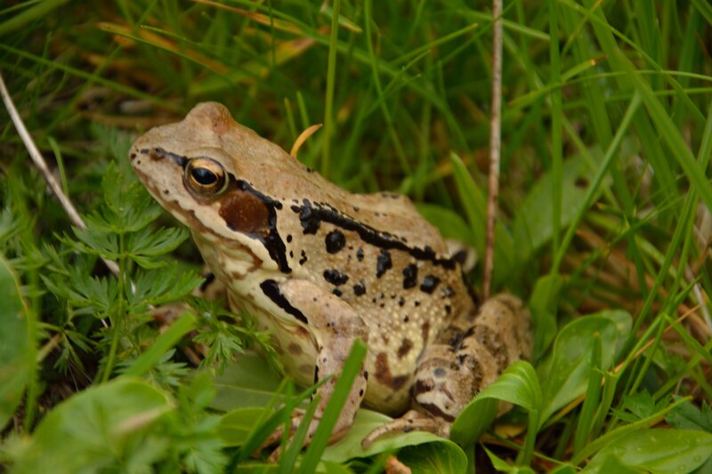 Brown Frog in Grass — Green