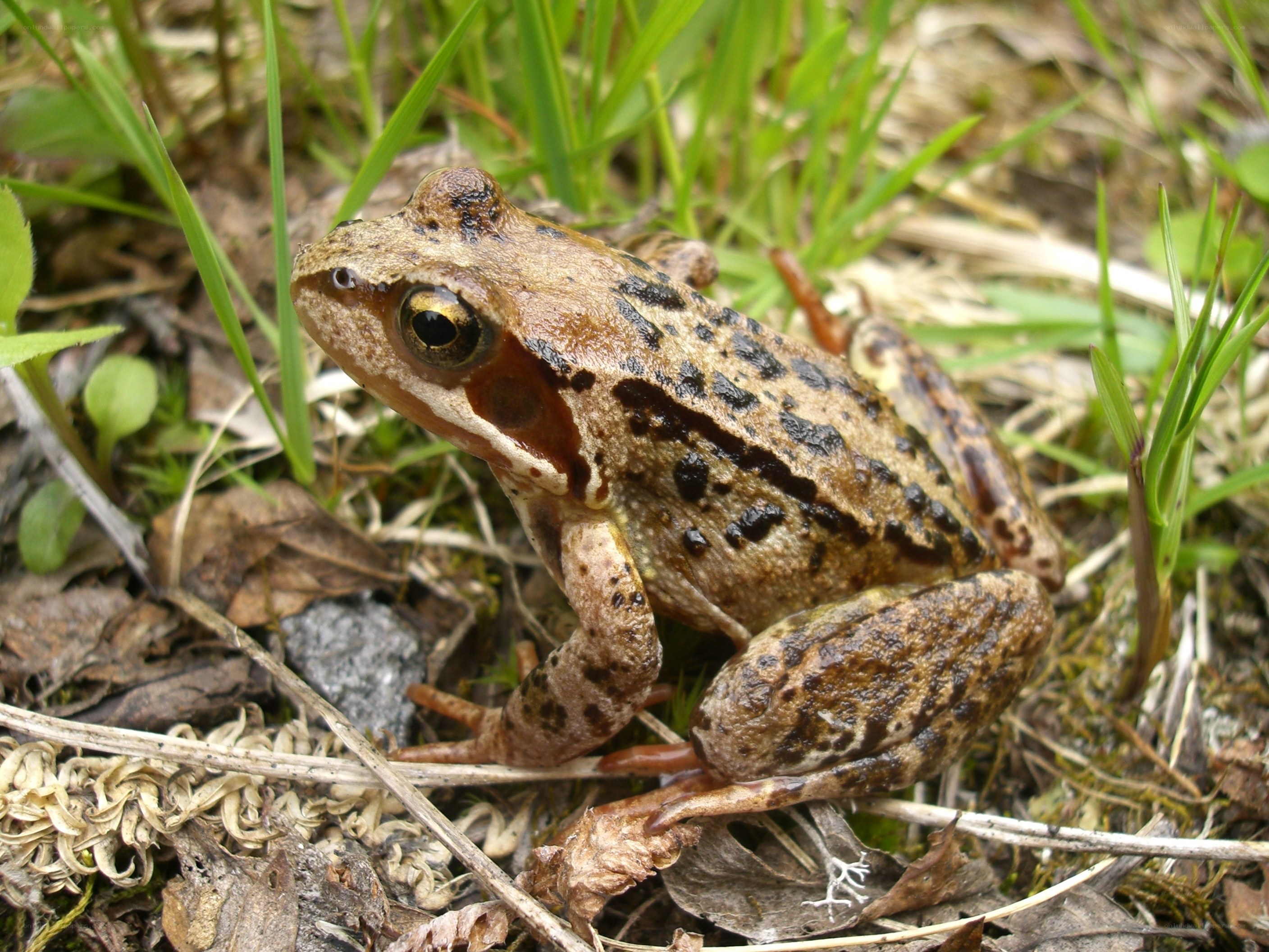 brown frog in grass