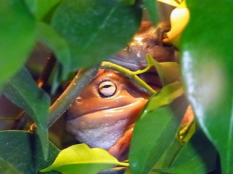 Brown Frog in Leaves