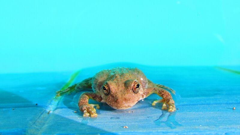 Brown Frog in Water