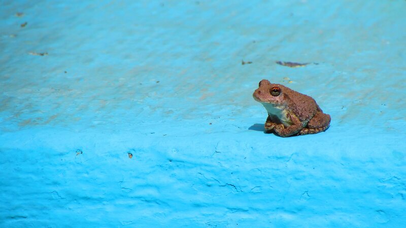 Brown Frog on Blue Surface