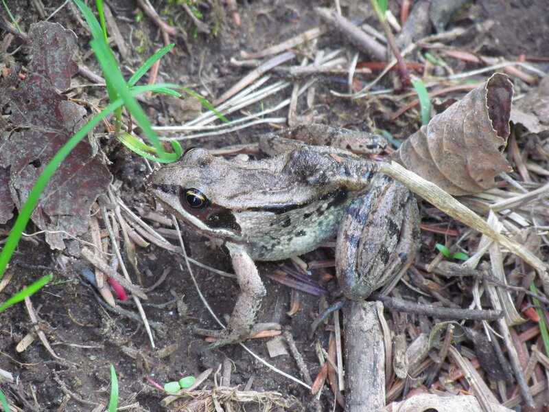 Brown Frog on Forest Floor