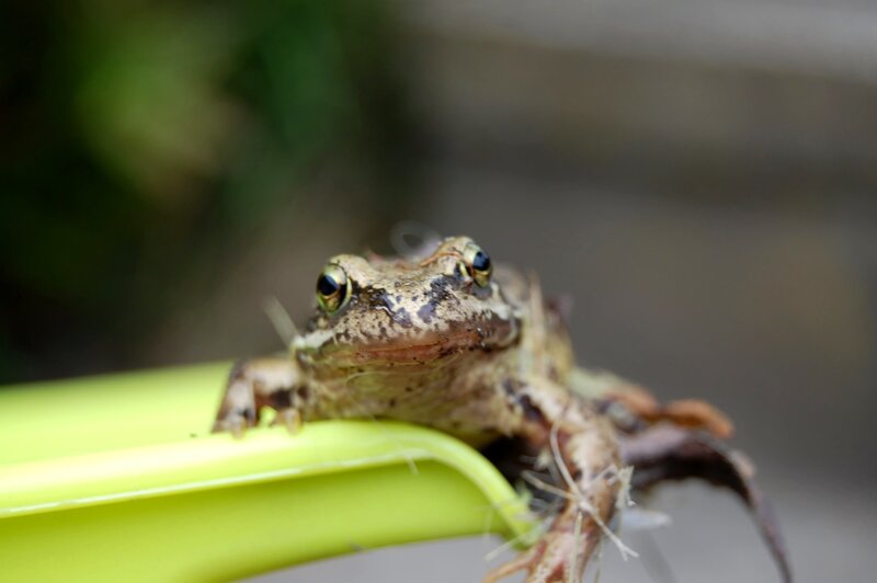 Brown Frog on Green Leaf