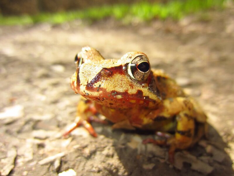 Brown Frog on Ground