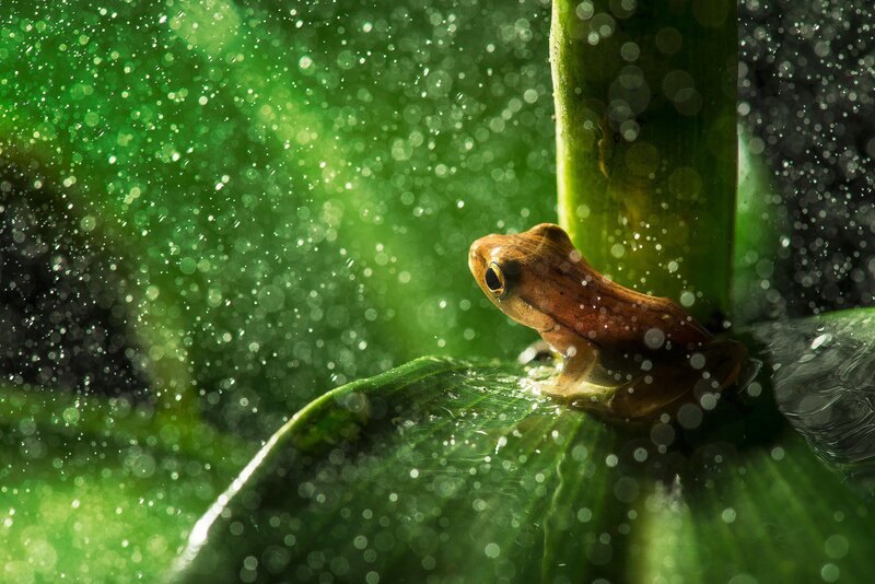 Brown Frog on Leaf — Green, Serene, Photograph