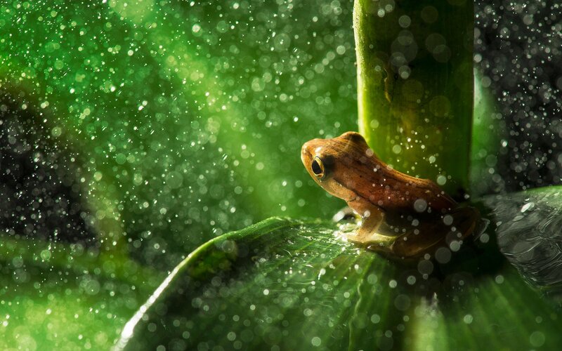 Brown Frog on Leaf — Green