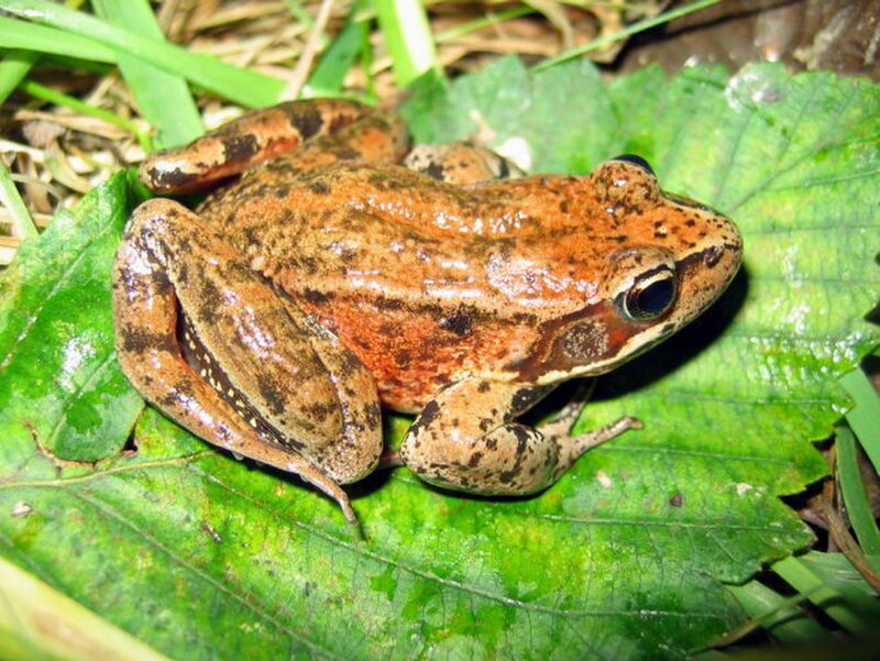 Brown Frog on Leaf