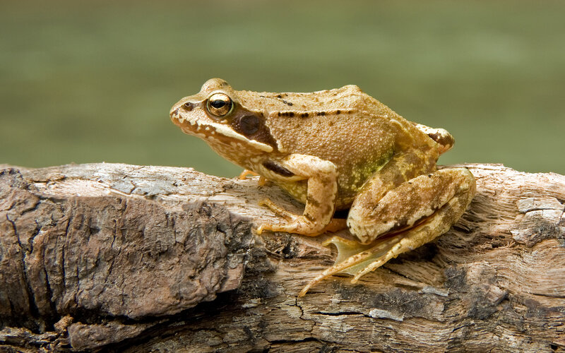 Brown Frog on Log