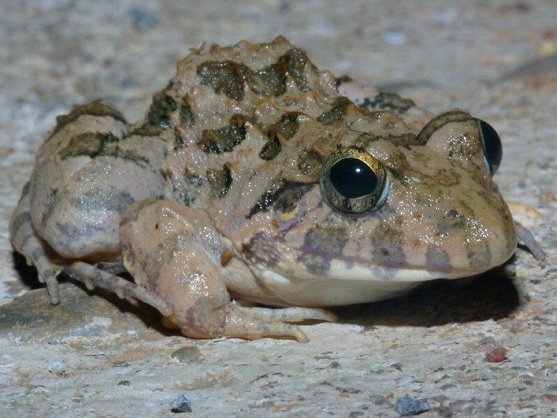 Brown Frog on Rock