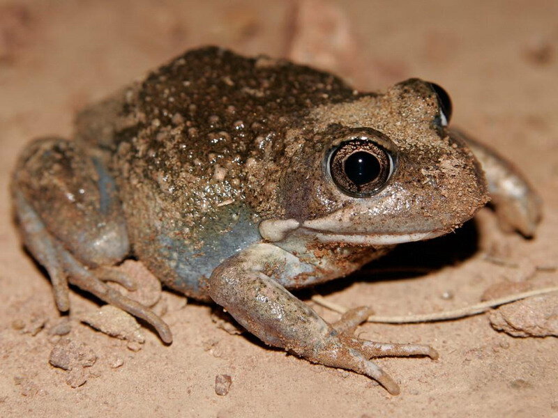 Brown Frog on Sand