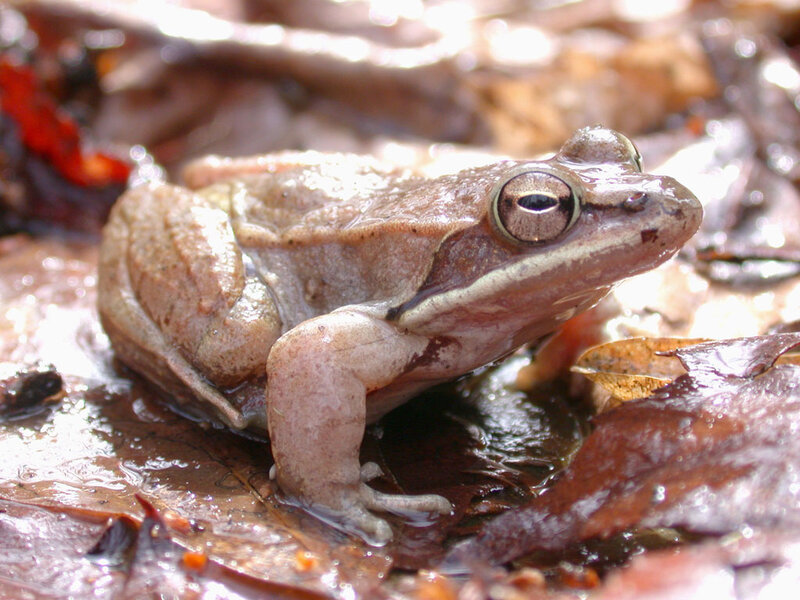 Brown Frog on Wet Leaves
