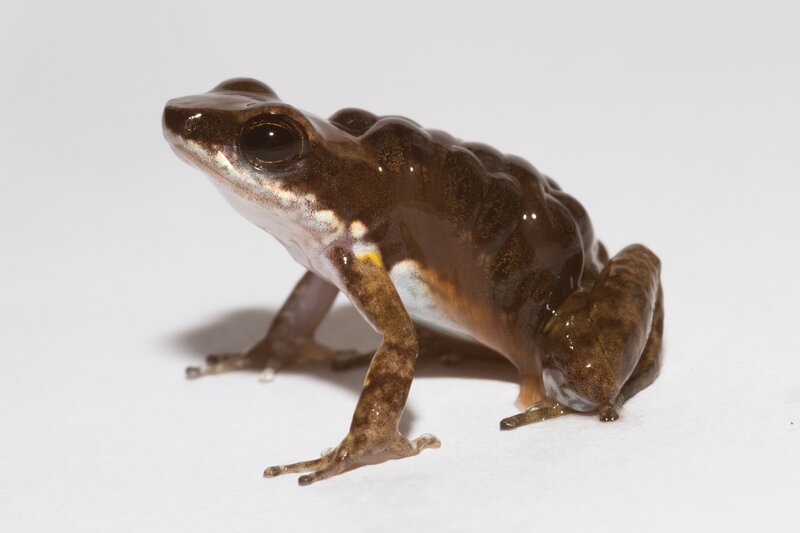 brown frog on white background