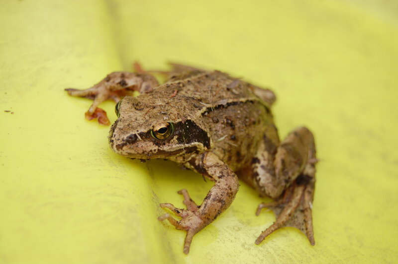 brown frog on yellow surface